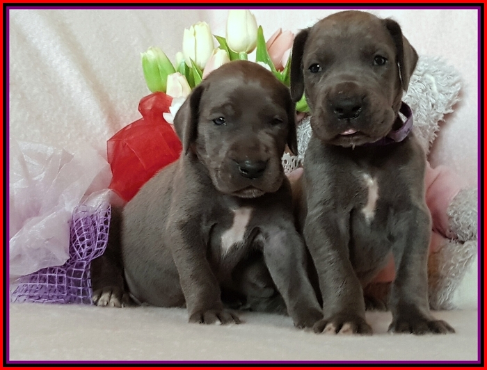 Litter Q - 3 weeks